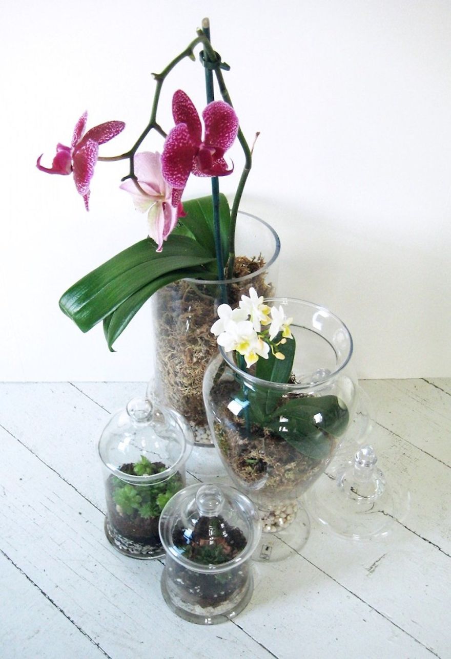 Orchid Terrarium
