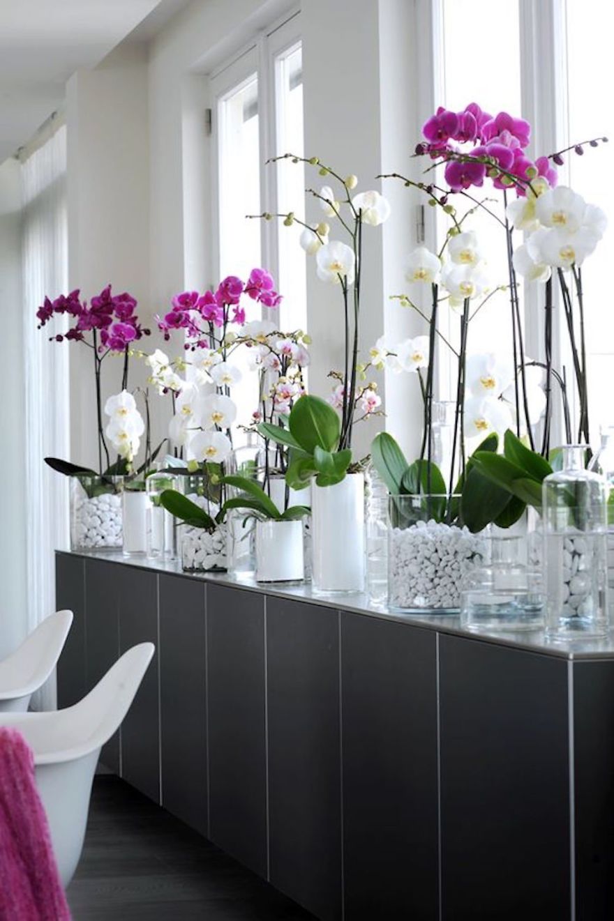 Orchid Display Decor