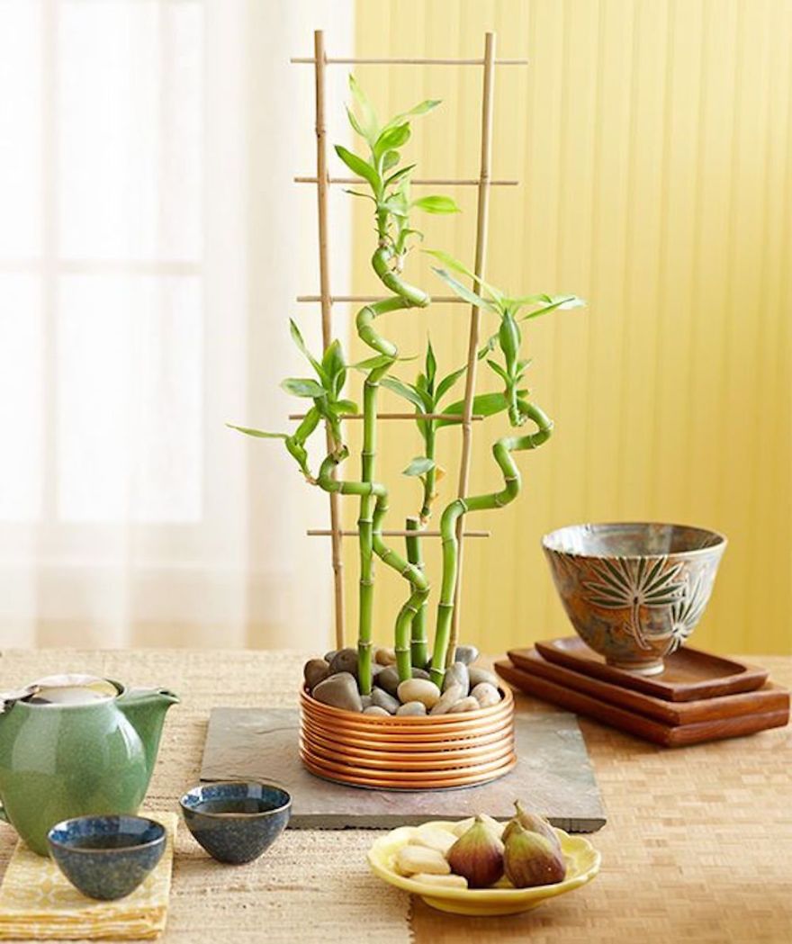 Lucky Bamboo Garden
