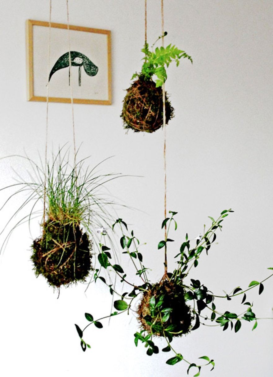 Kokedama Moss Ball Garden Or String Garden