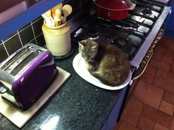 Catdish?