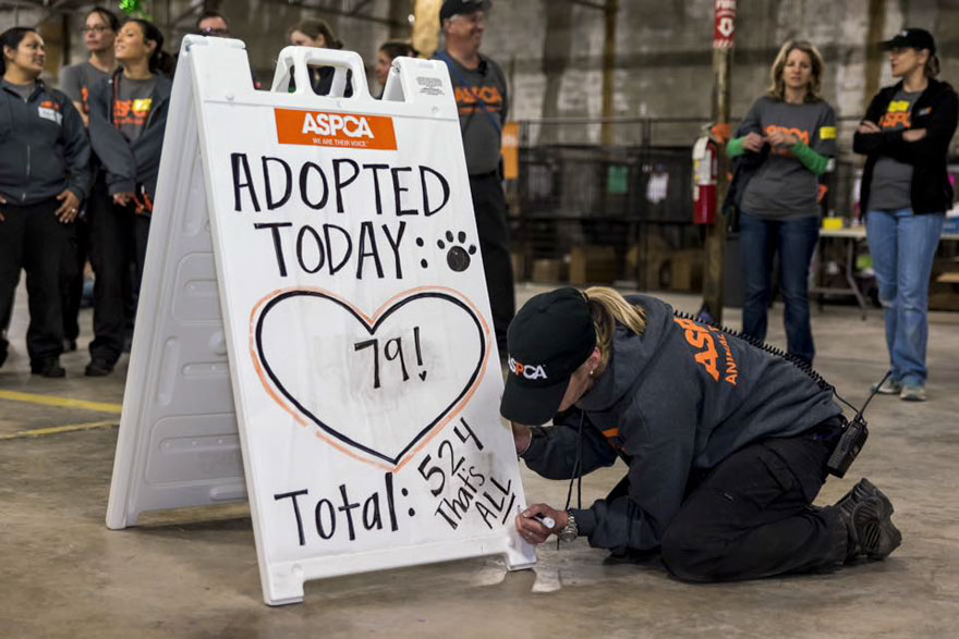524-cats-dogs-adopted-adoption-event-aspca-15 524-cats-dogs-adopted-adoption-event-aspca-15
