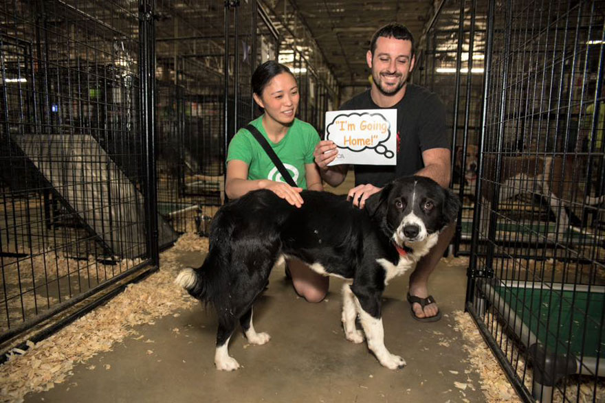 524-cats-dogs-adopted-adoption-event-aspca-17