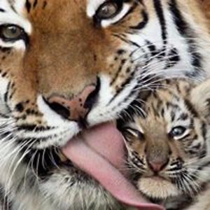 ladesigns_lorianne avatar