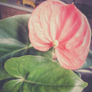 seleneregener avatar