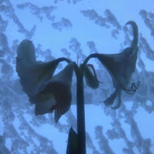 henrietteseljepil avatar