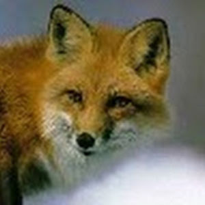 edwinquantrall avatar