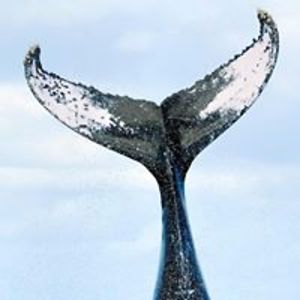 jesse_epstein avatar