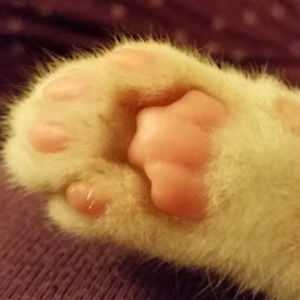 triciajohnson avatar