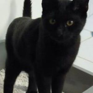 paulapelirroja avatar