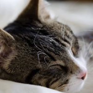 kaosnokamisama avatar