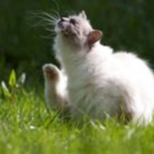 dennis_granhugg avatar