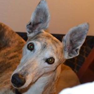 laura_mackenzie avatar