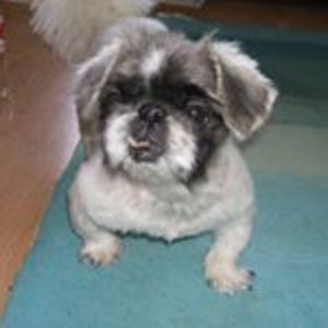 alison_thurston2 avatar