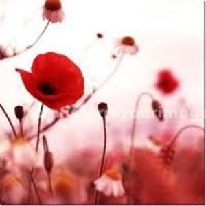 cora_sciacalla avatar