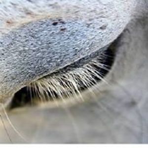 charlie_mendezking avatar