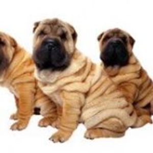 kawter-salamat avatar