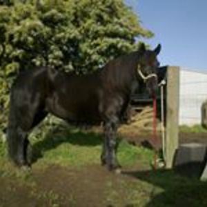 bunnybattaglene avatar