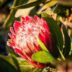 caljinaar_fzho avatar