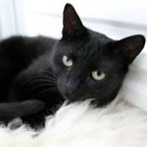 isabellamatthews avatar