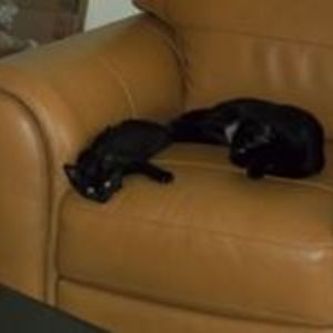 sisrosettastone avatar