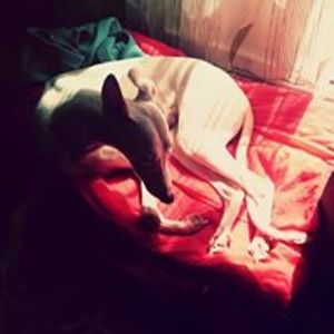 viudadearthas avatar