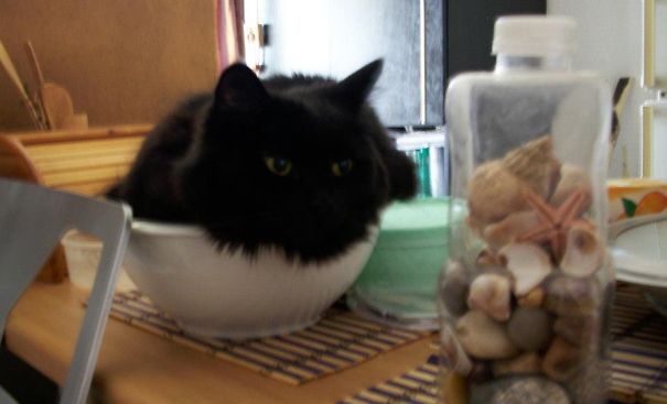 Must Be First In Kitchen