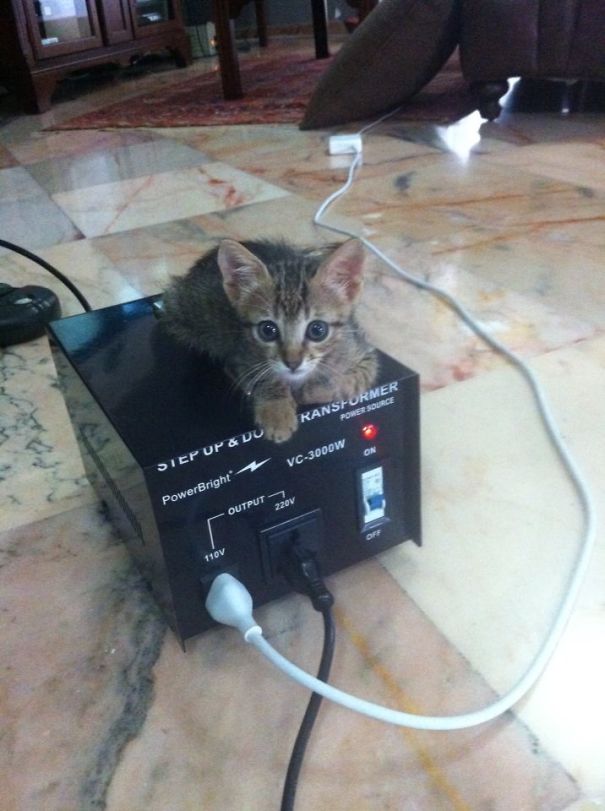 Transformer Love Makes Sense When You Weight 1.5 Pounds. #notshocked