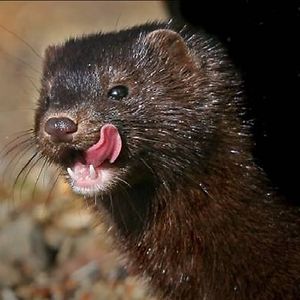 laszlo_marta_lm avatar