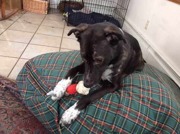 My 2 Y/o Pup, Still Maturing, Sweetheart Rescue Girl.