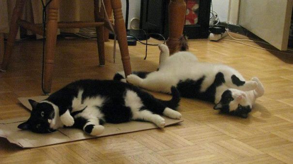 Cardboard And Heated Floor Just Fine By Us