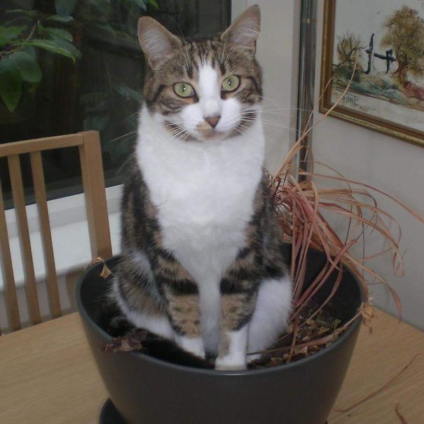 I Want To Be A Catcus