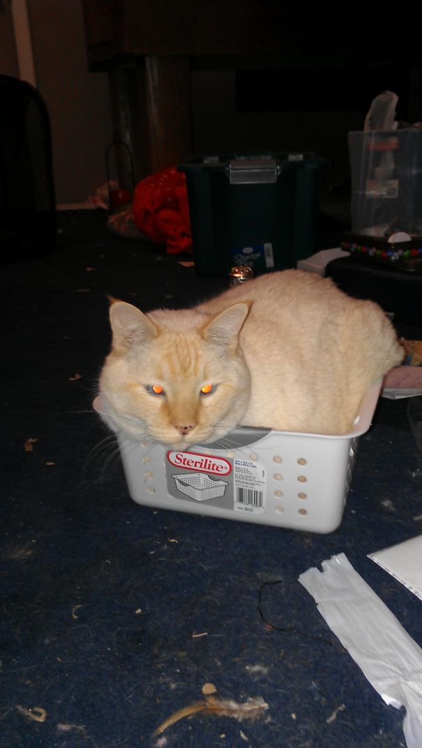 Doing Some Cleaning And Neo Found A Box He Fits Perfect In ;)