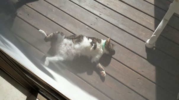 My Bowie Catching Sun