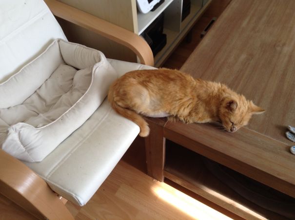 You're Doing It Wrong, Cat.