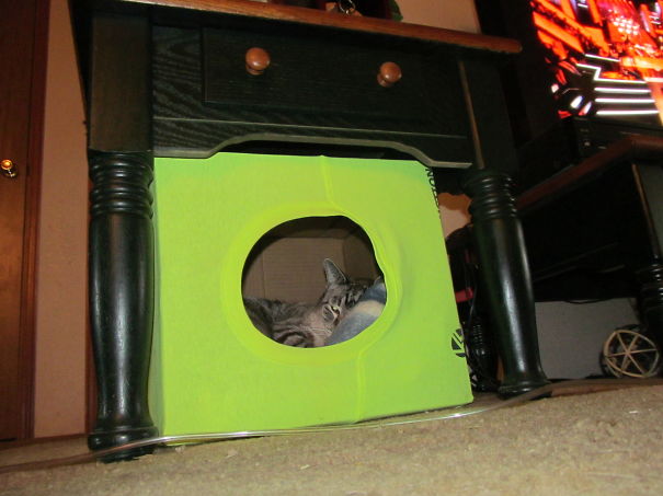 My Cats Like Their Gifts. #1 Is At Shirt A Box And A Blankit.