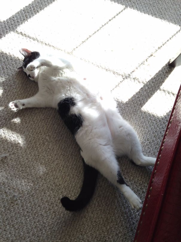 The Sun Waits For No Cat