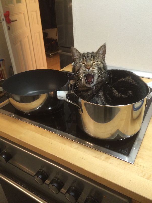 Now That's Quite A Comfy Pot!