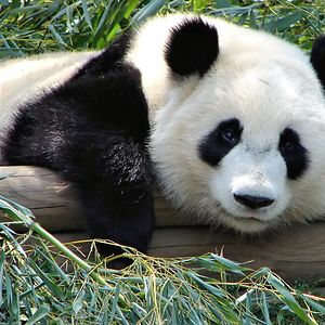 cheyennewilson avatar