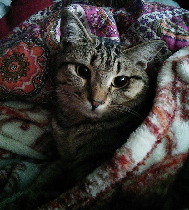 But, Mom...your Blankets Are Coziest!