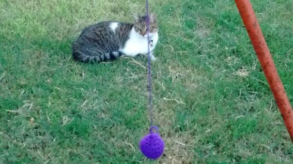 The First Thing My Little Girl Knitted Was A Ball So The Cat Could Play...