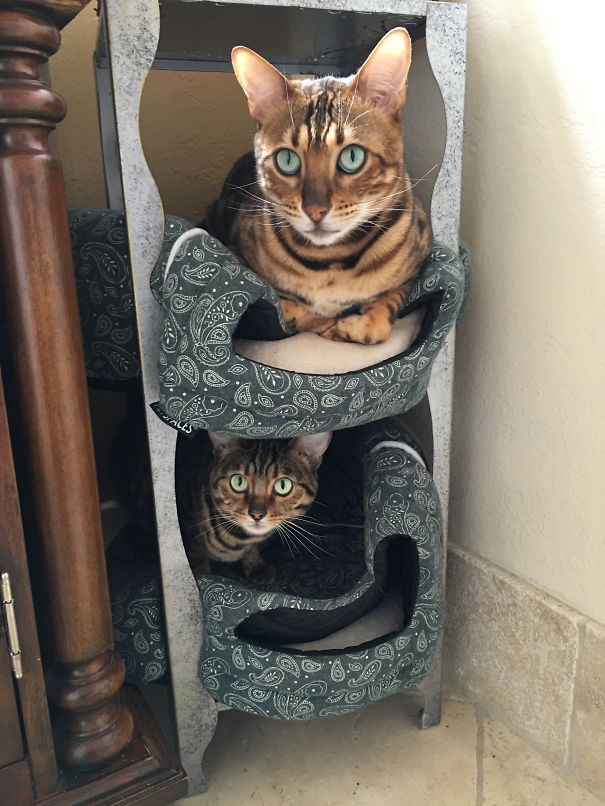 Kitty Condo Gone Wrong.