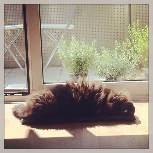 Furry Sun Bathing.