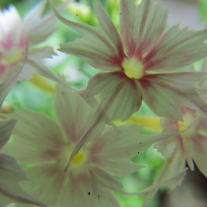 christambentham avatar