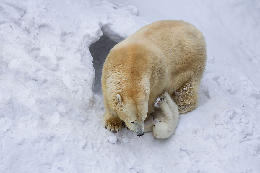 Loving Polar Bear Mama Playing With Her Baby In Snow For The First Time Loving Polar Bear Mama Playing With Her Baby In Snow For The First Time