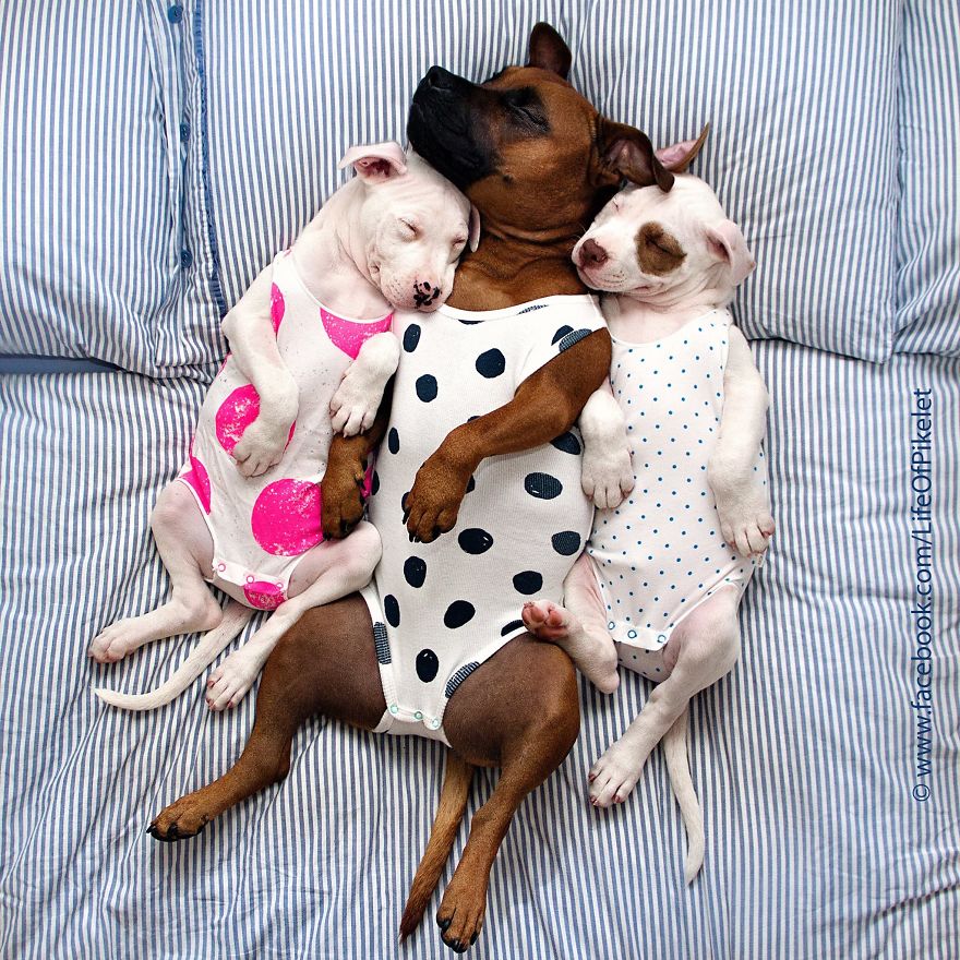 My Rescue Dogs Become Best Friends With Rescue Ducklings My Rescue Dogs Become Best Friends With Rescue Ducklings