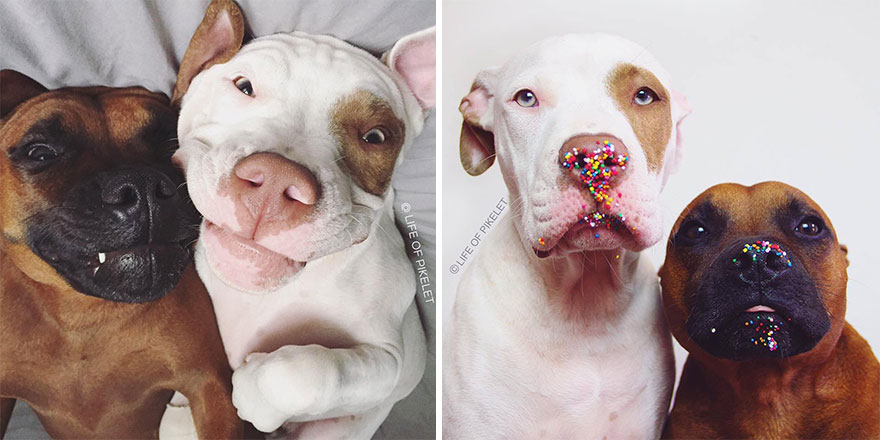 My Rescue Dogs Become Best Friends With Rescue Ducklings