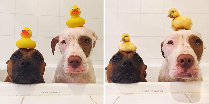 My Rescue Dogs Become Best Friends With Rescue Ducklings My Rescue Dogs Become Best Friends With Rescue Ducklings