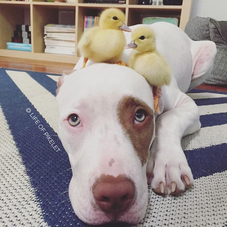 My Rescue Dogs Become Best Friends With Rescue Ducklings My Rescue Dogs Become Best Friends With Rescue Ducklings