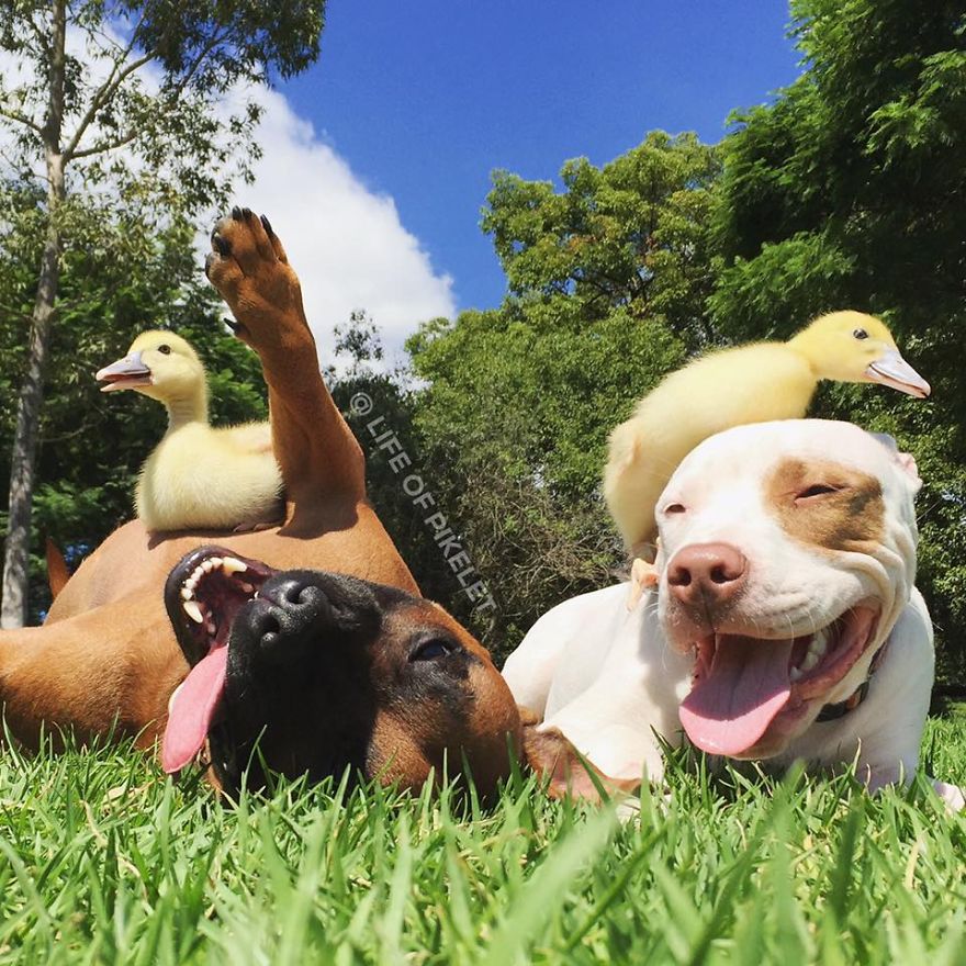 My Rescue Dogs Become Best Friends With Rescue Ducklings My Rescue Dogs Become Best Friends With Rescue Ducklings